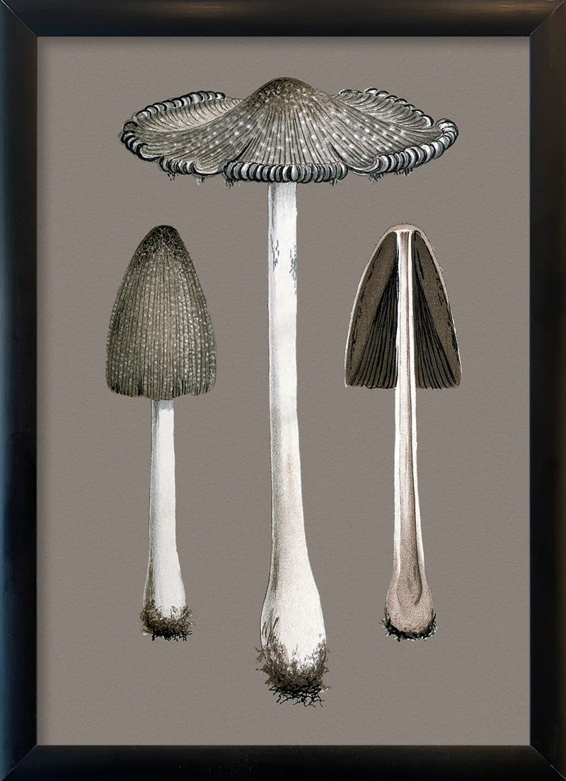 Two Fungi and Details. Mini Print