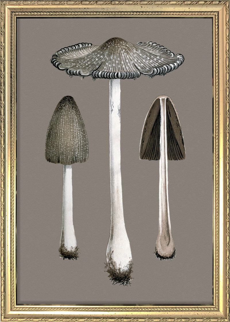 Two Fungi and Details. Mini Print