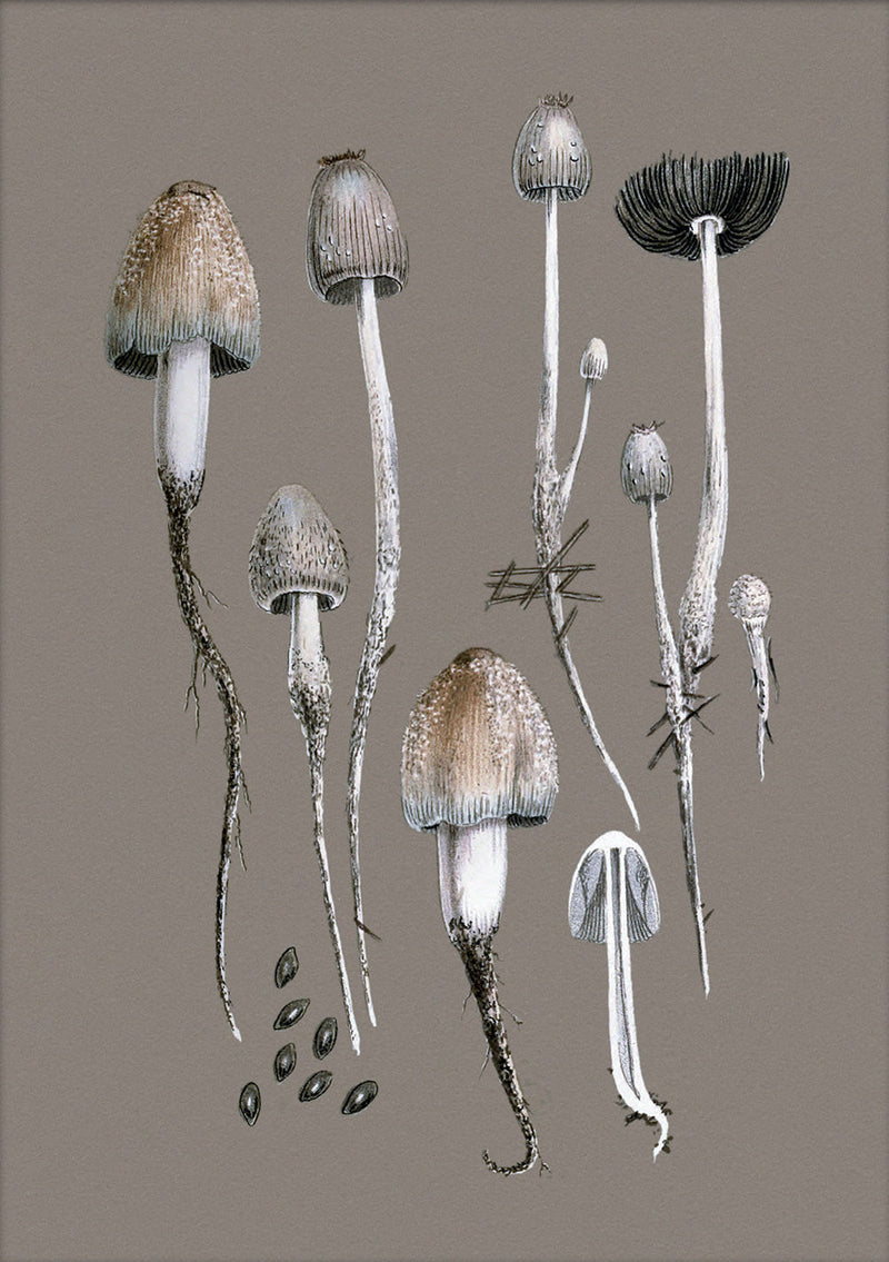 Fungi and Details. Mini Print