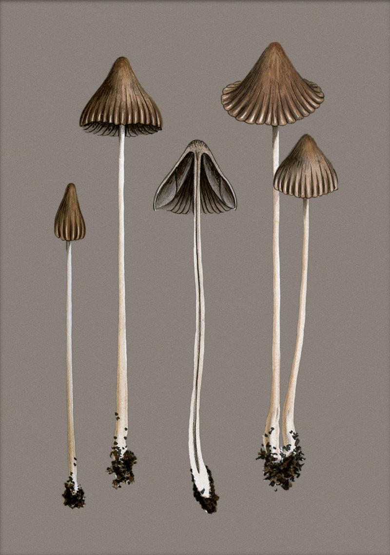 Brown Fungi. Mini Print