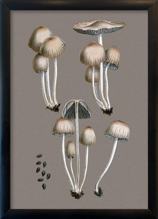 Groups of Fungi and Details. Mini Print
