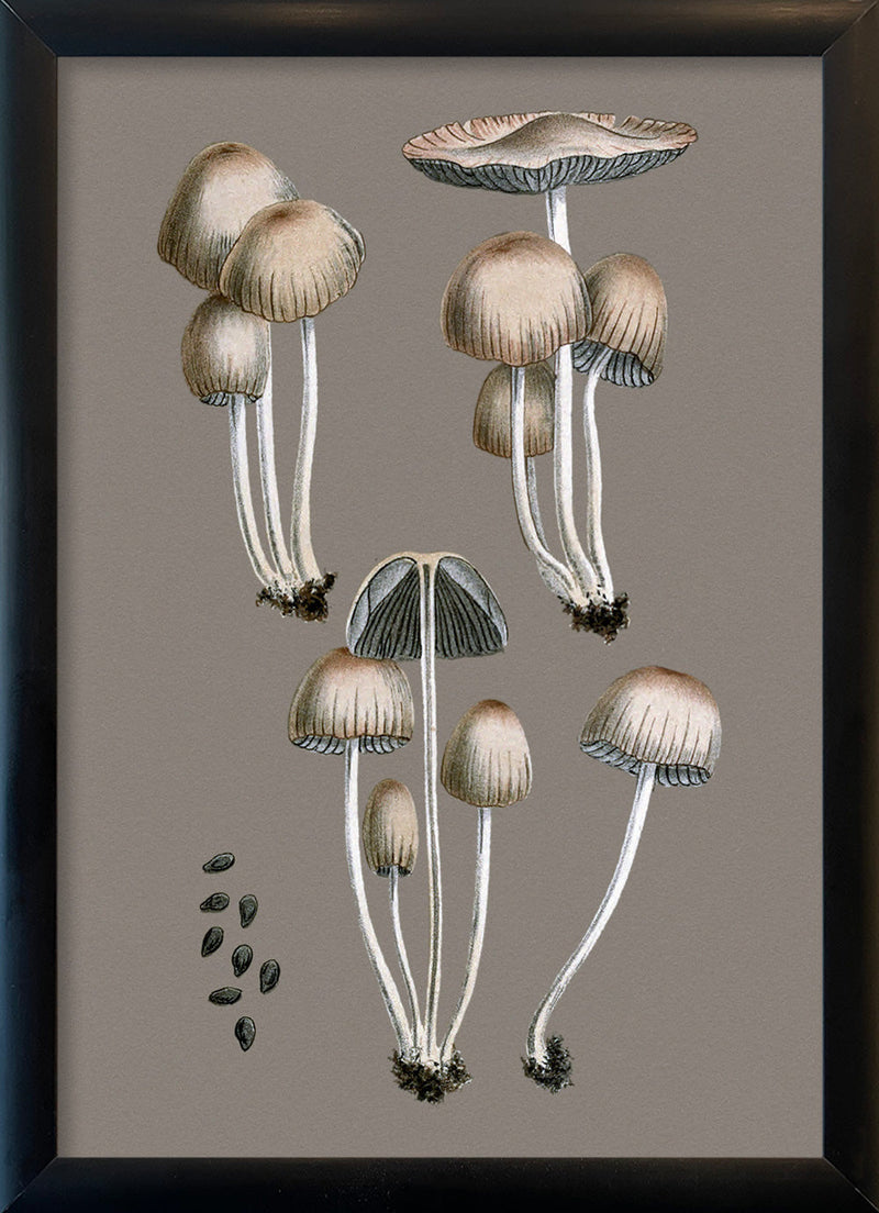 Groups of Fungi and Details. Mini Print