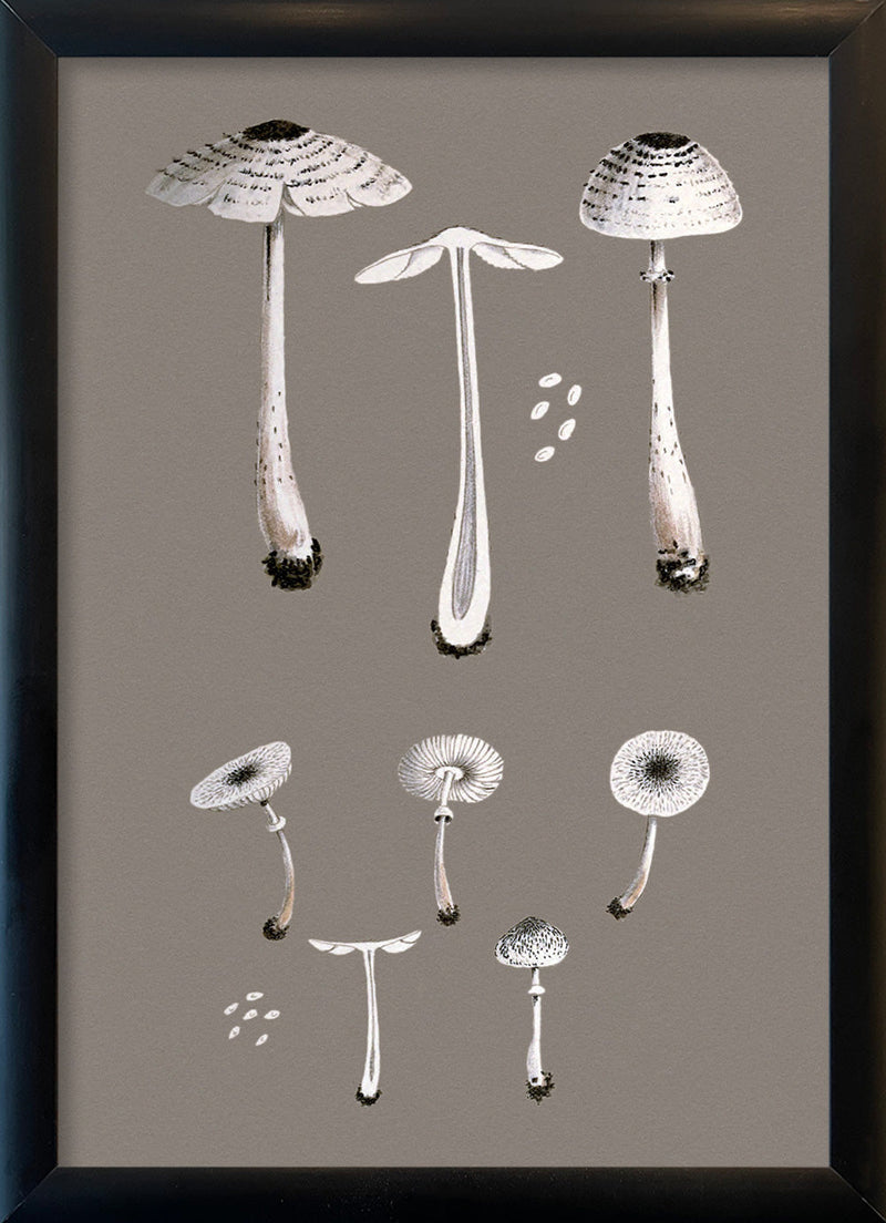 White Fungi and Details. Mini Print