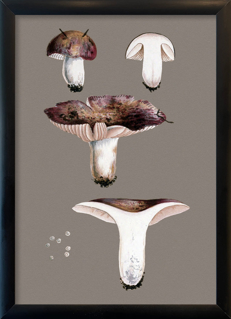 Short Fungi and Details. Mini Print