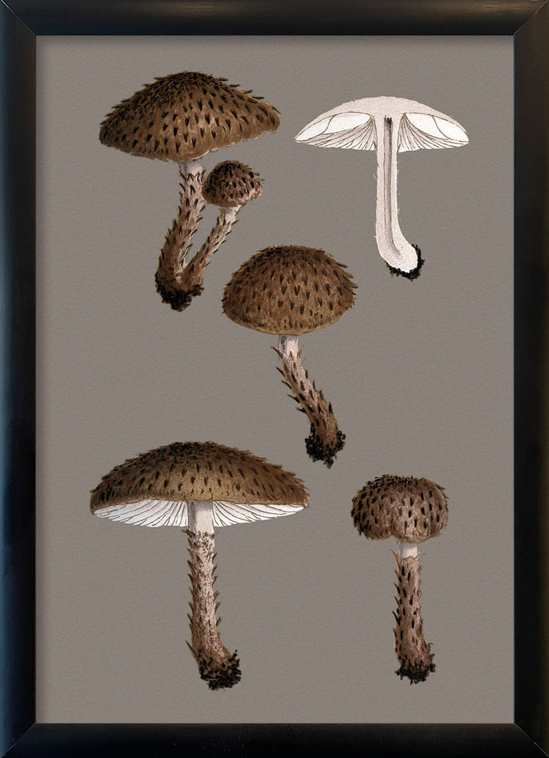 Short Brown Fungi and Details. Mini Print