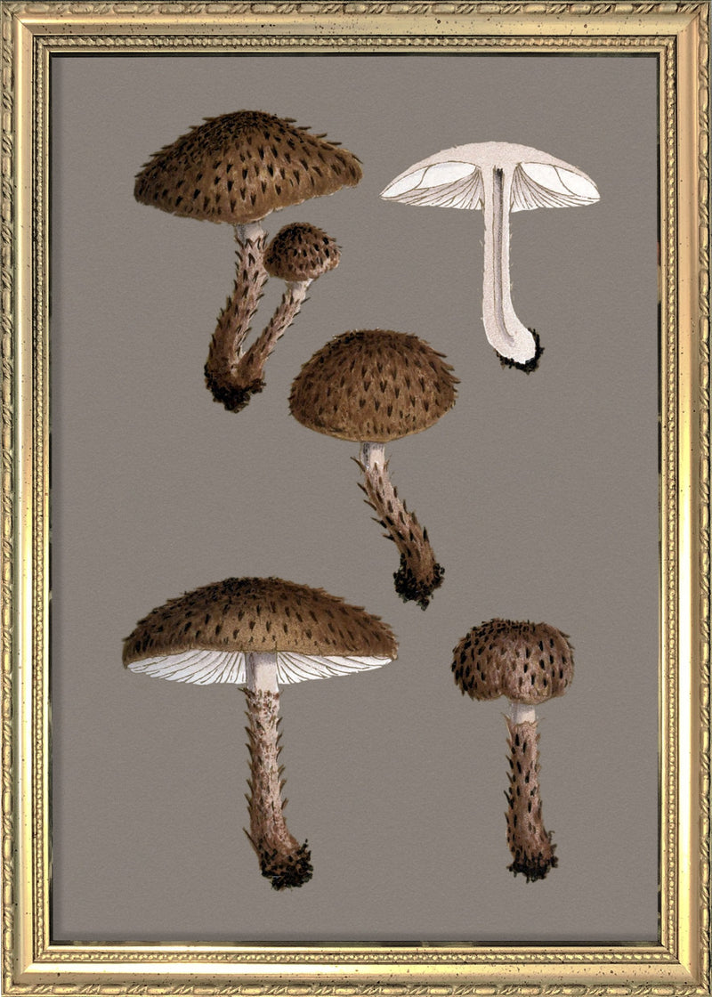 Short Brown Fungi and Details. Mini Print