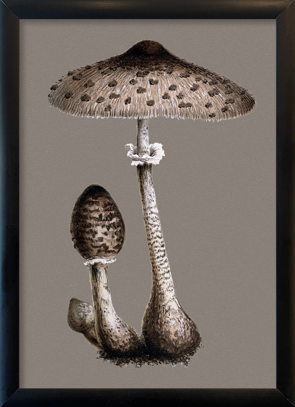 Tall Fungi. Mini Print