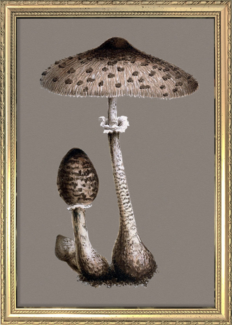 Tall Fungi. Mini Print