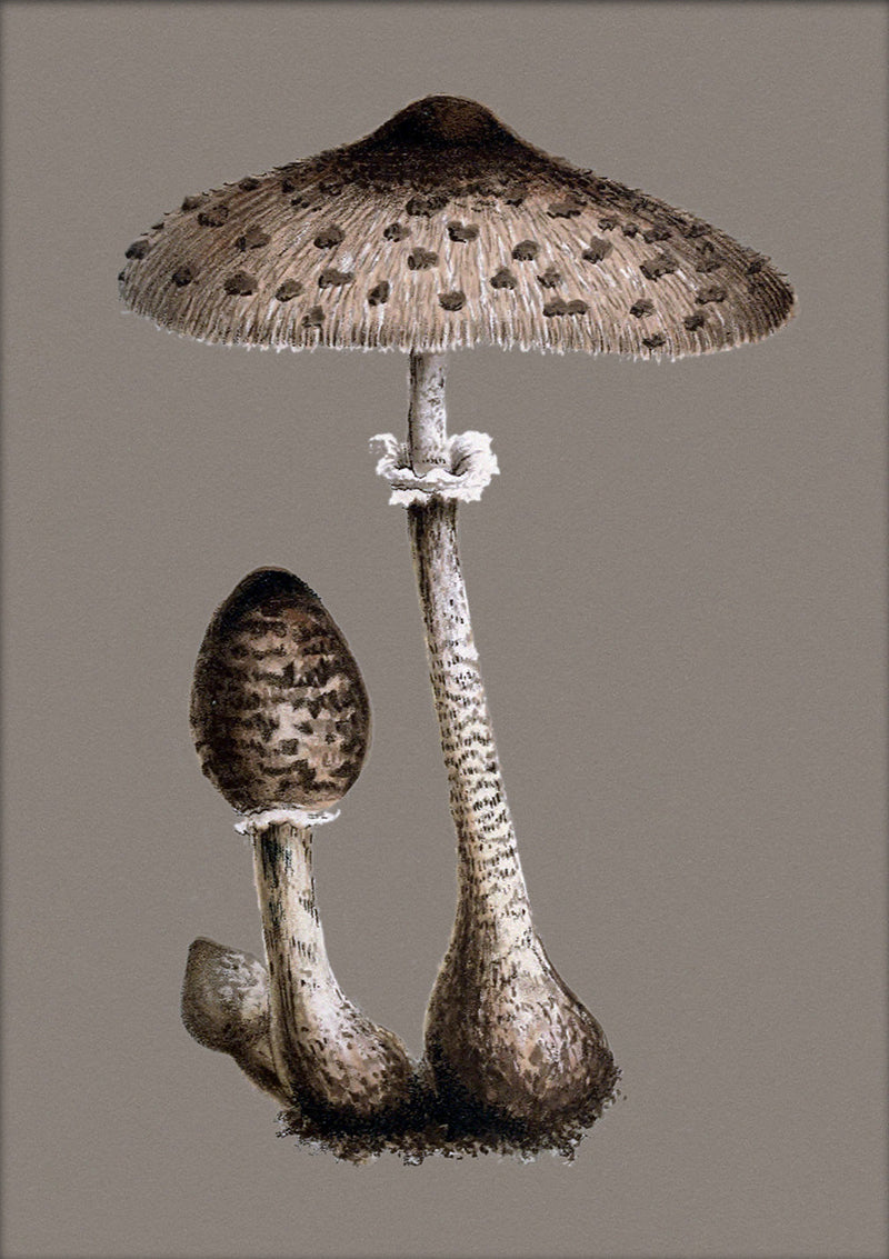 Tall Fungi. Mini Print