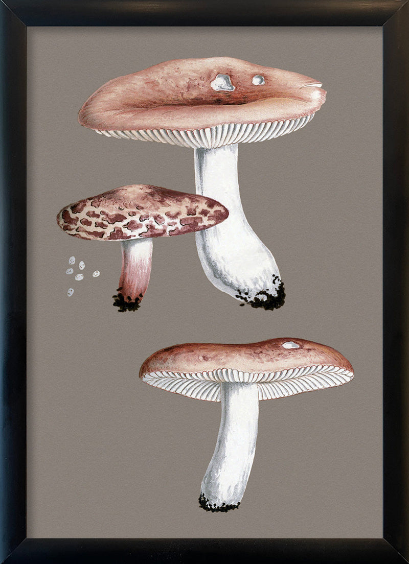 Small Fungi. Mini Print
