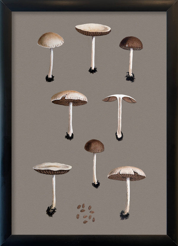 Group of Small Fungi and Details. Mini Print