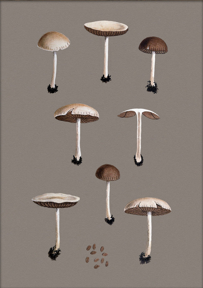 Group of Small Fungi and Details. Mini Print