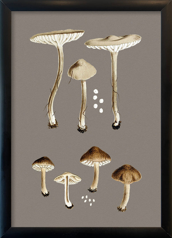 Group of Small Fungi. Mini Print