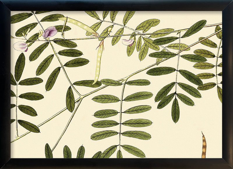 Galega Cineréa Close Up. Mini Print