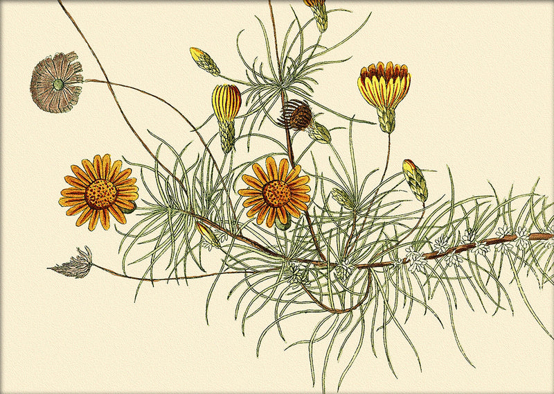 Leysera Gnaphalodes Close Up. Mini Print