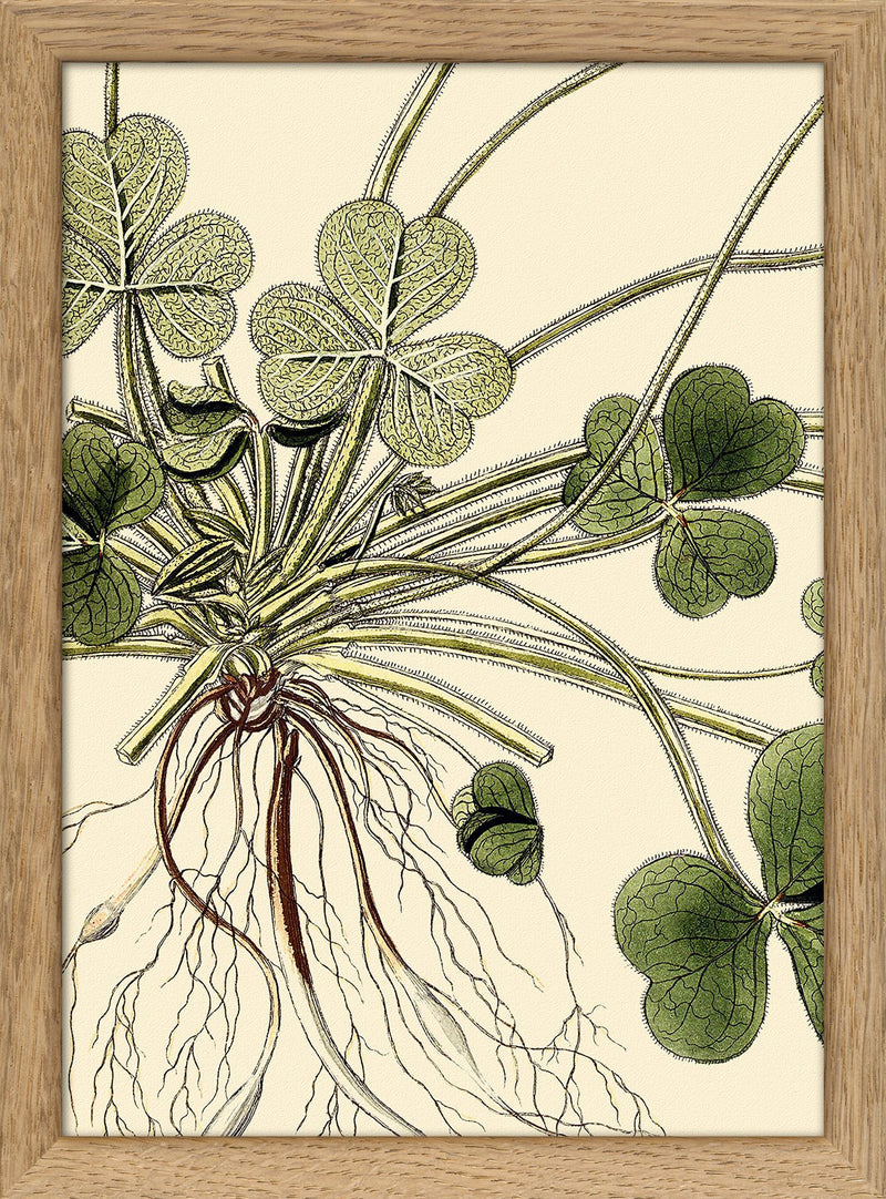 Oxalis Compressa Close Up. Mini Print