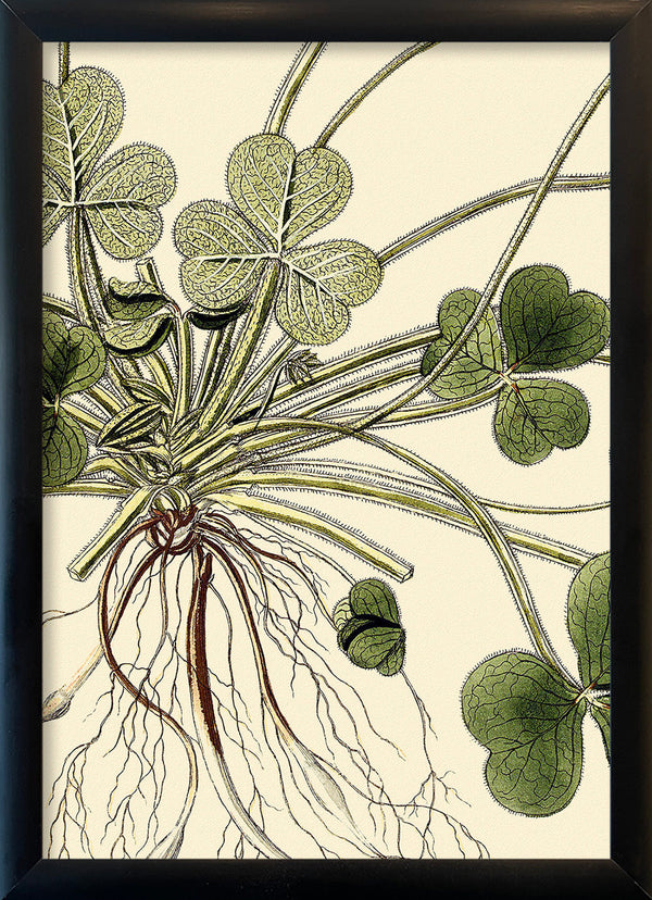 Oxalis Compressa Close Up. Mini Print