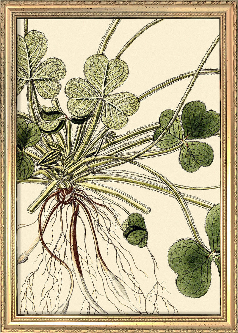 Oxalis Compressa Close Up. Mini Print