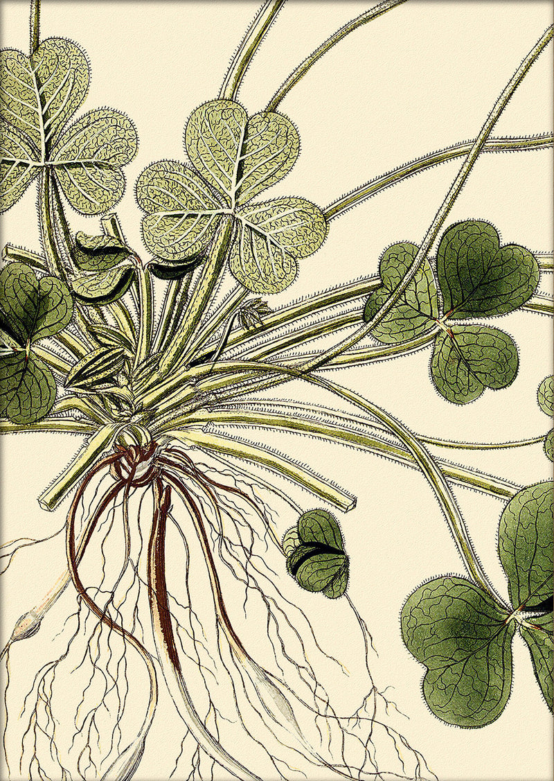 Oxalis Compressa Close Up. Mini Print