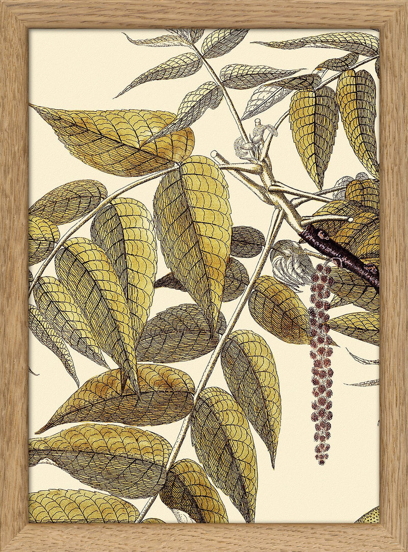 Juglans Nigra Close Up. Mini Print