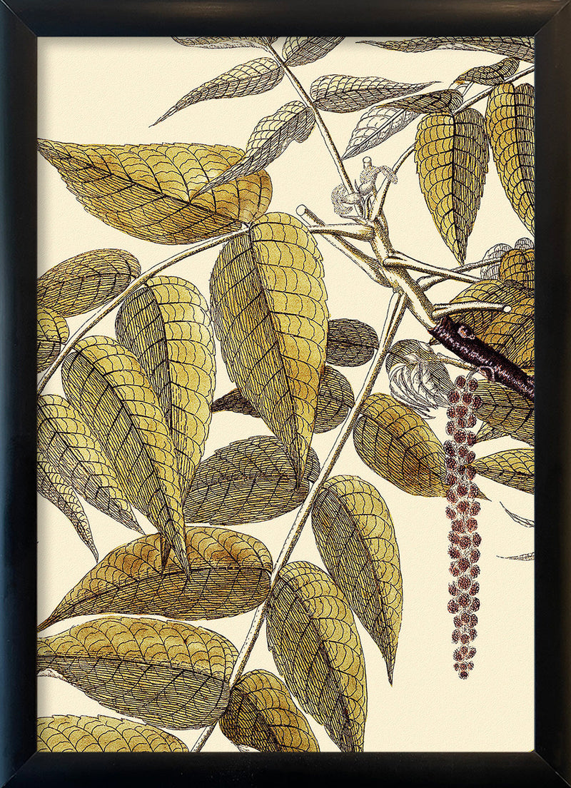 Juglans Nigra Close Up. Mini Print