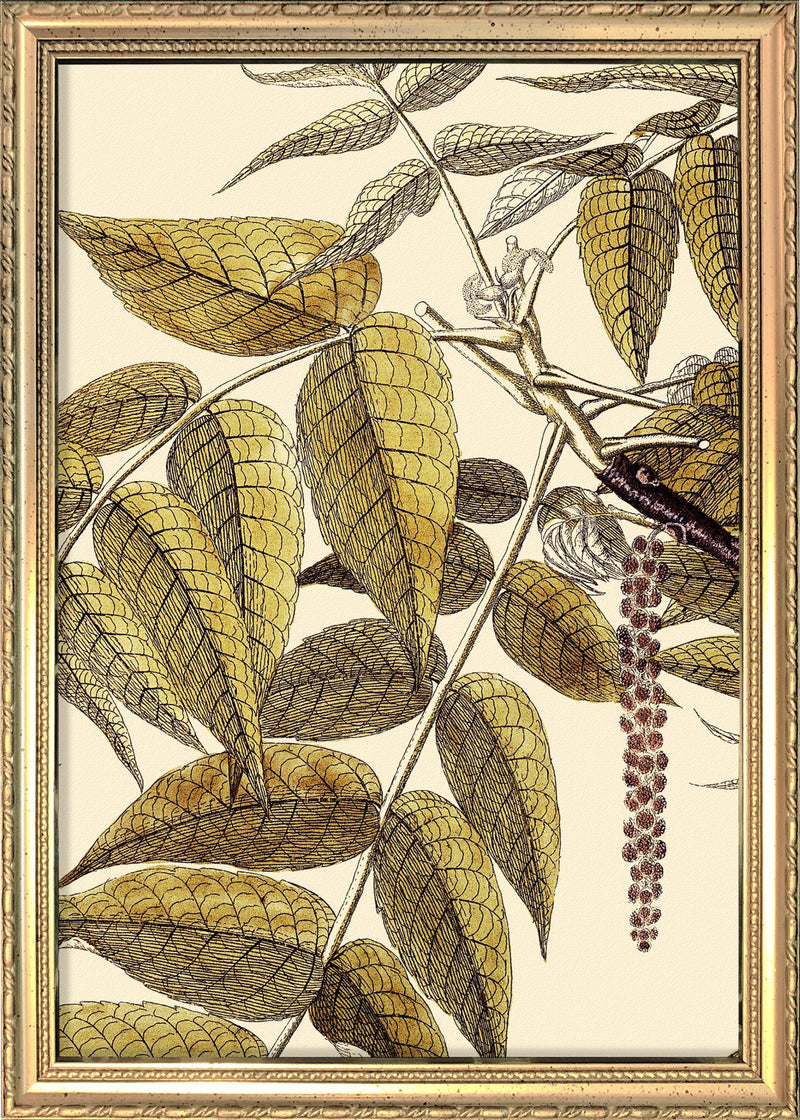 Juglans Nigra Close Up. Mini Print