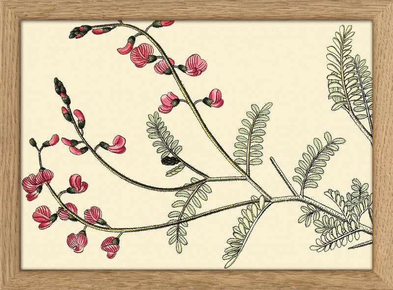 Galega Dubia Close Up. Mini Print