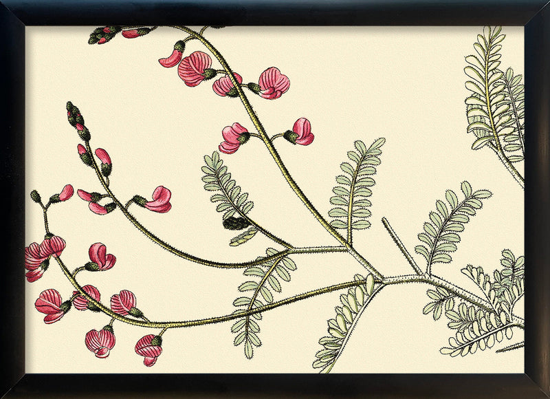 Galega Dubia Close Up. Mini Print