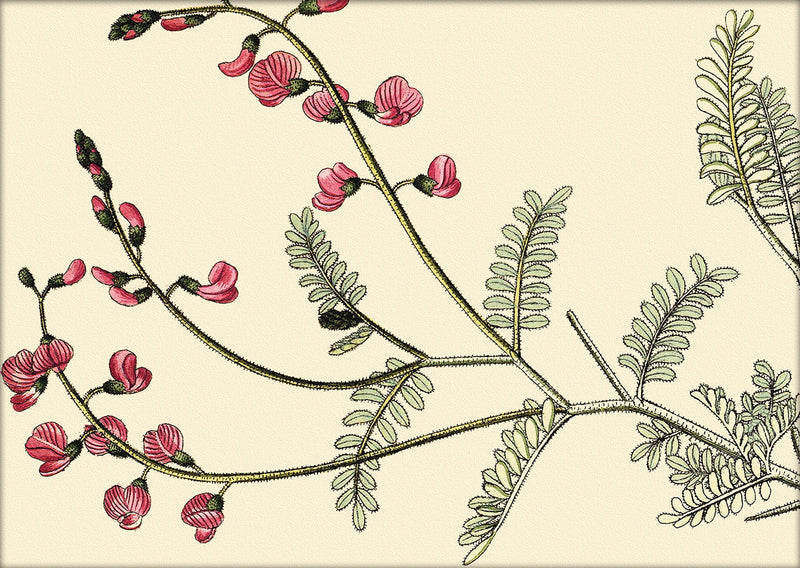 Galega Dubia Close Up. Mini Print