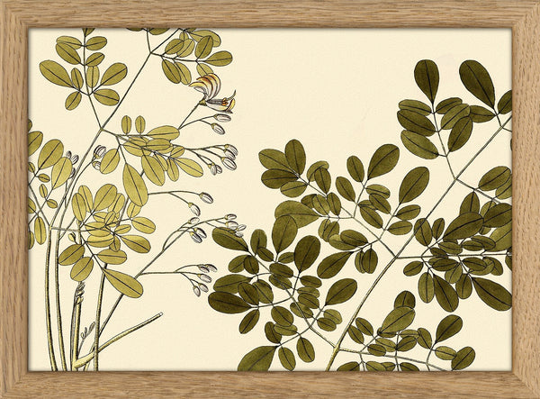Guilandina Moringa Close Up. Mini Print