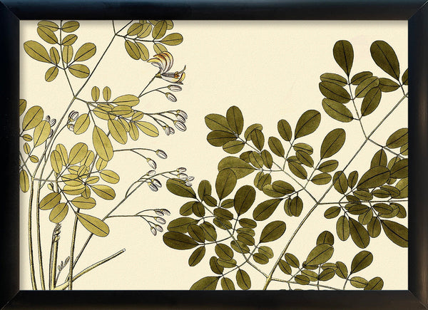 Guilandina Moringa Close Up. Mini Print