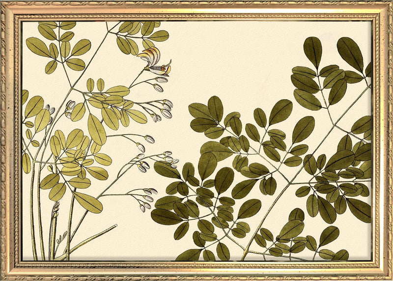 Guilandina Moringa Close Up. Mini Print