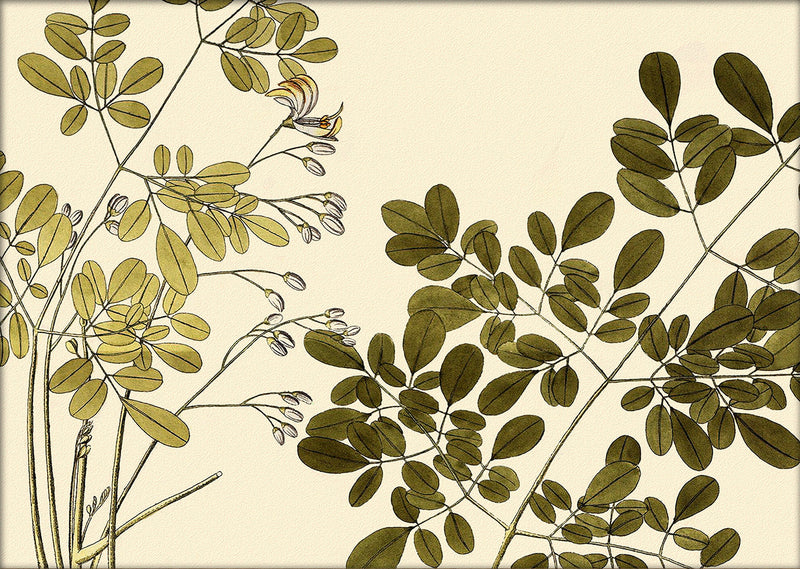 Guilandina Moringa Close Up. Mini Print