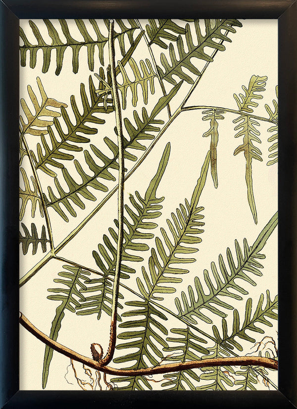 Mimosa Divaricta Close Up. Mini Print