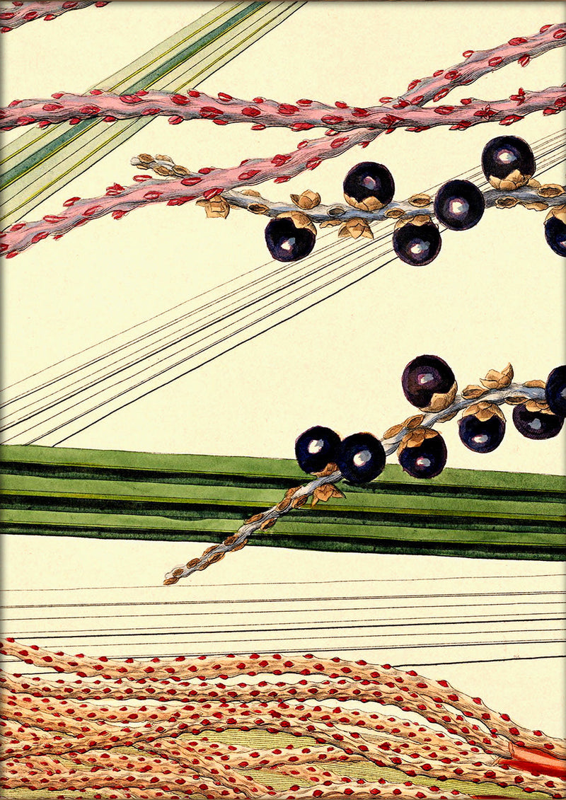 Bentinkia Coddapanna Close Up. Mini Print