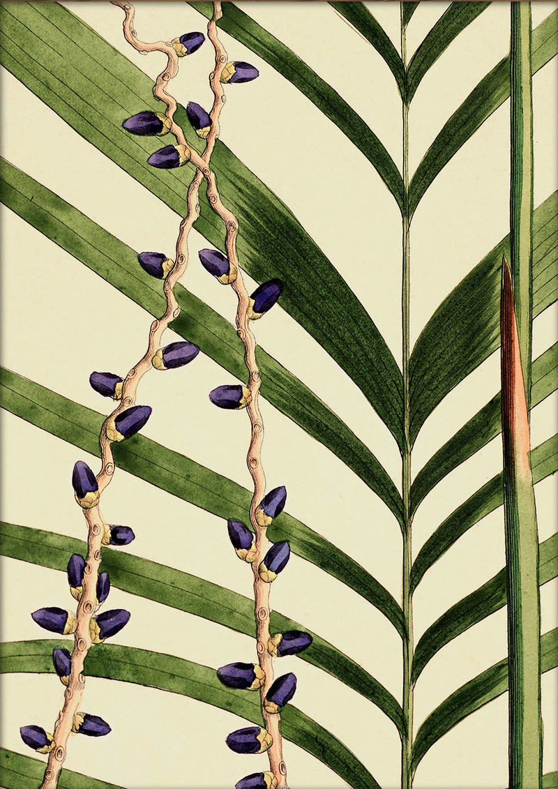 Areca Crinita and Monostachya Close Up. Mini Print
