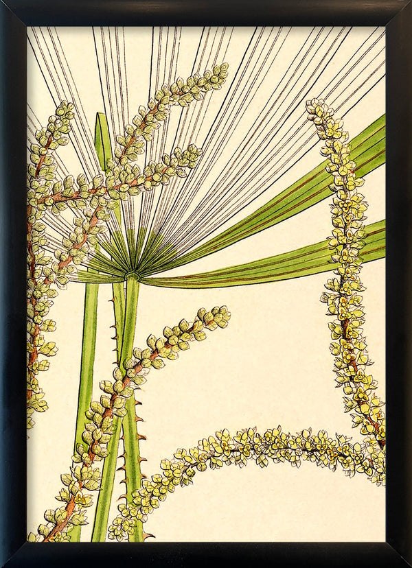 Licuala Spinosa and  Acutifida Close Up. Mini Print