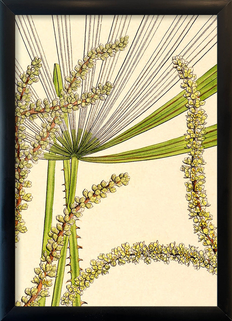 Licuala Spinosa and  Acutifida Close Up. Mini Print