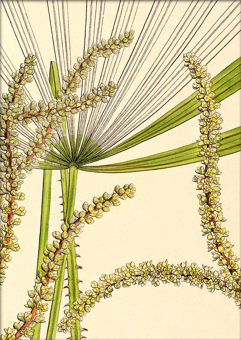 Licuala Spinosa and  Acutifida Close Up. Mini Print