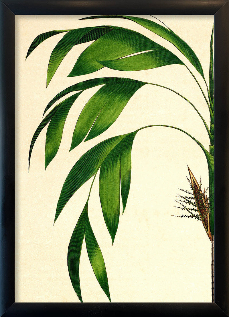 Hyospathe Elegans Close Up. Mini Print