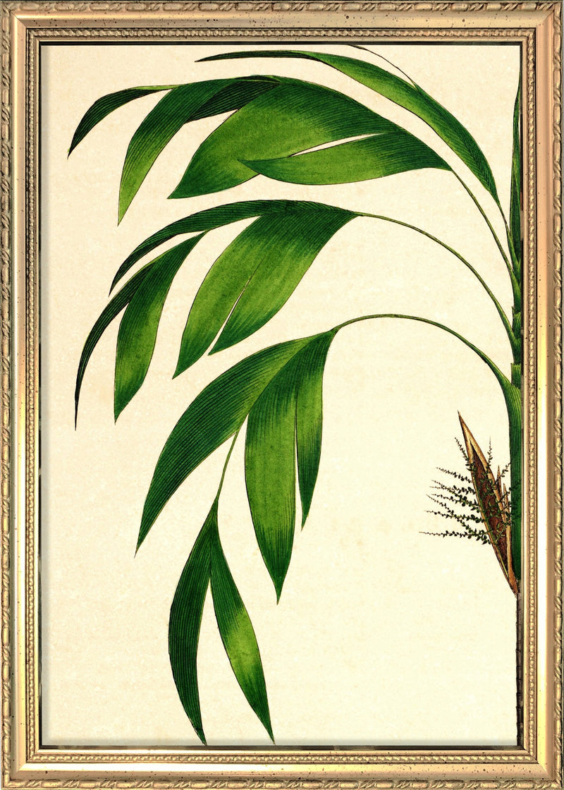 Hyospathe Elegans Close Up. Mini Print