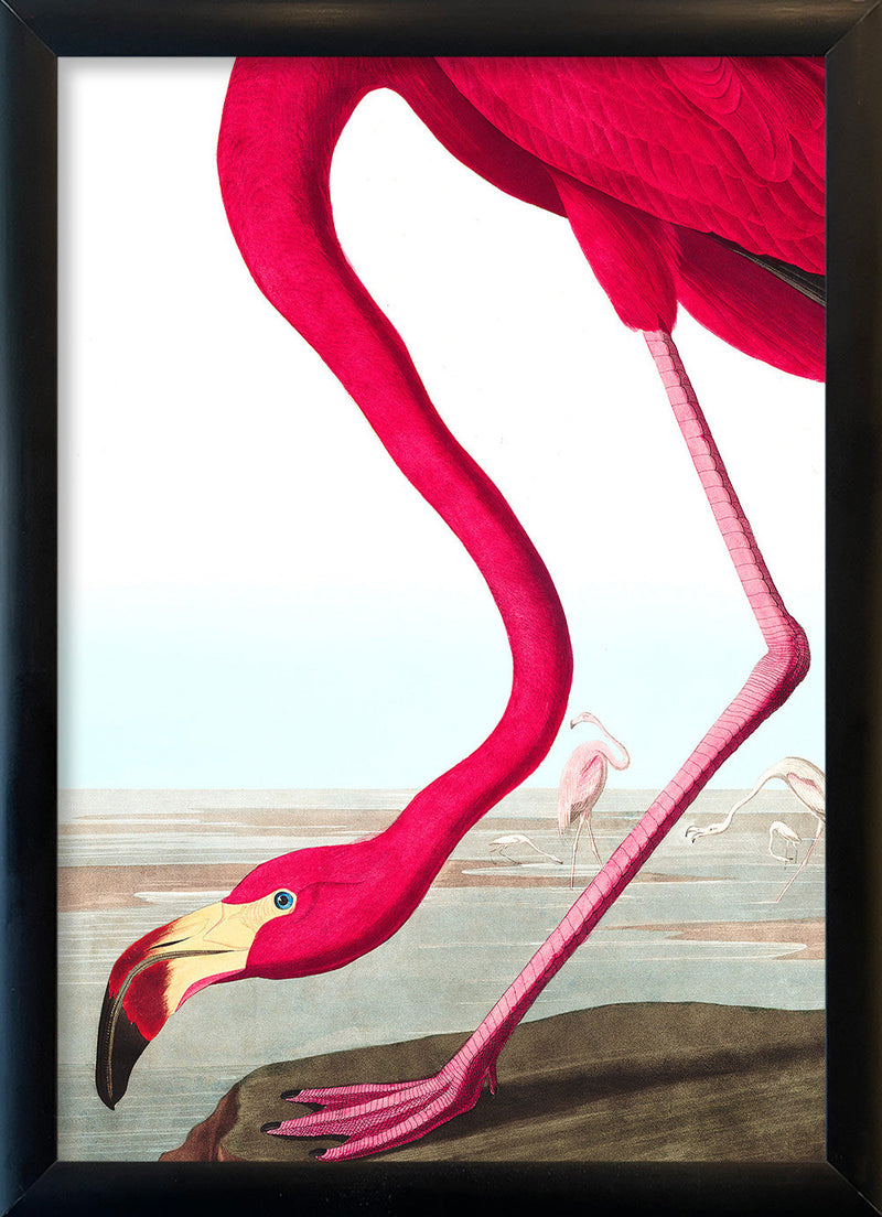 American Flamingo Close Up. Mini Print