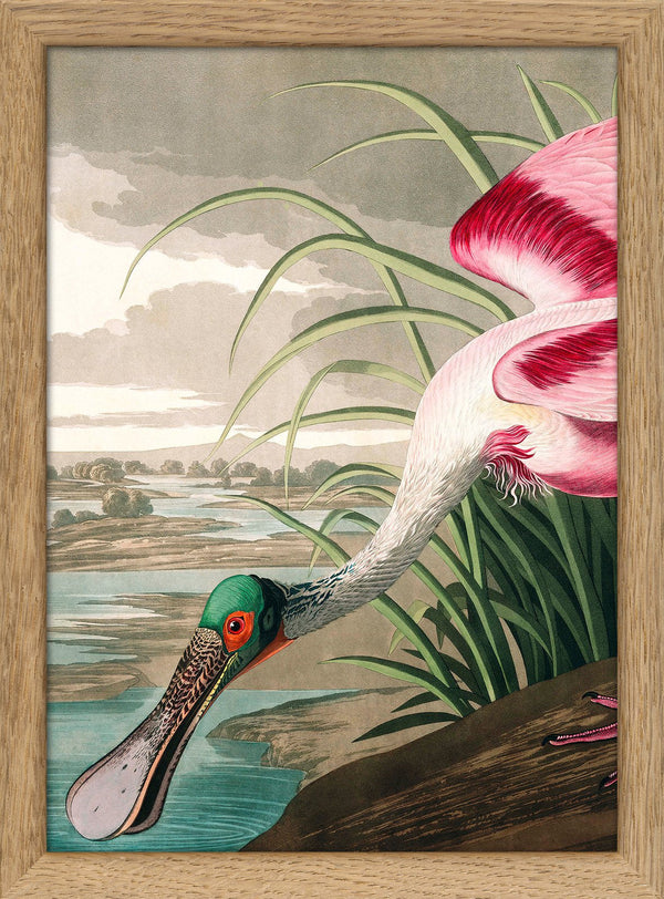 Roseate Spoonbill Close Up. Mini Print