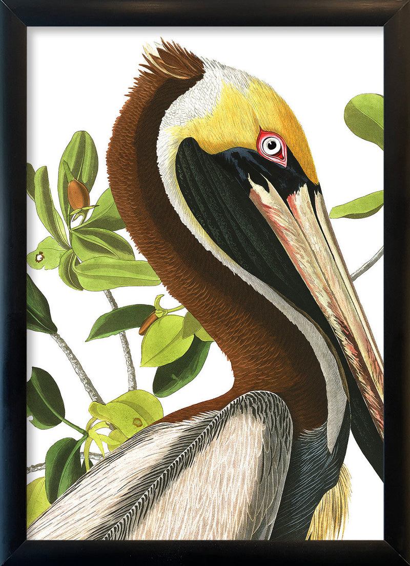 Brown Pelican Close Up. Mini Print