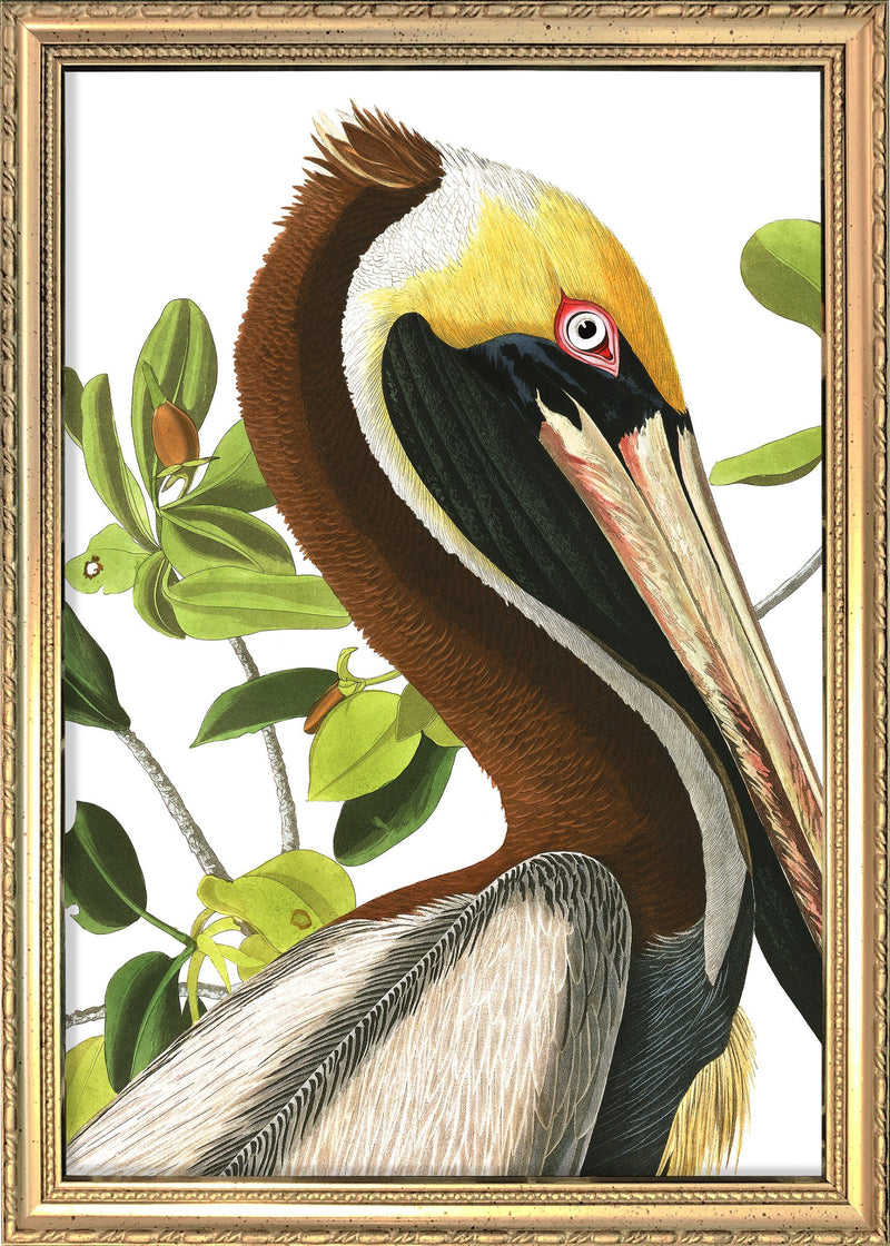 Brown Pelican Close Up. Mini Print