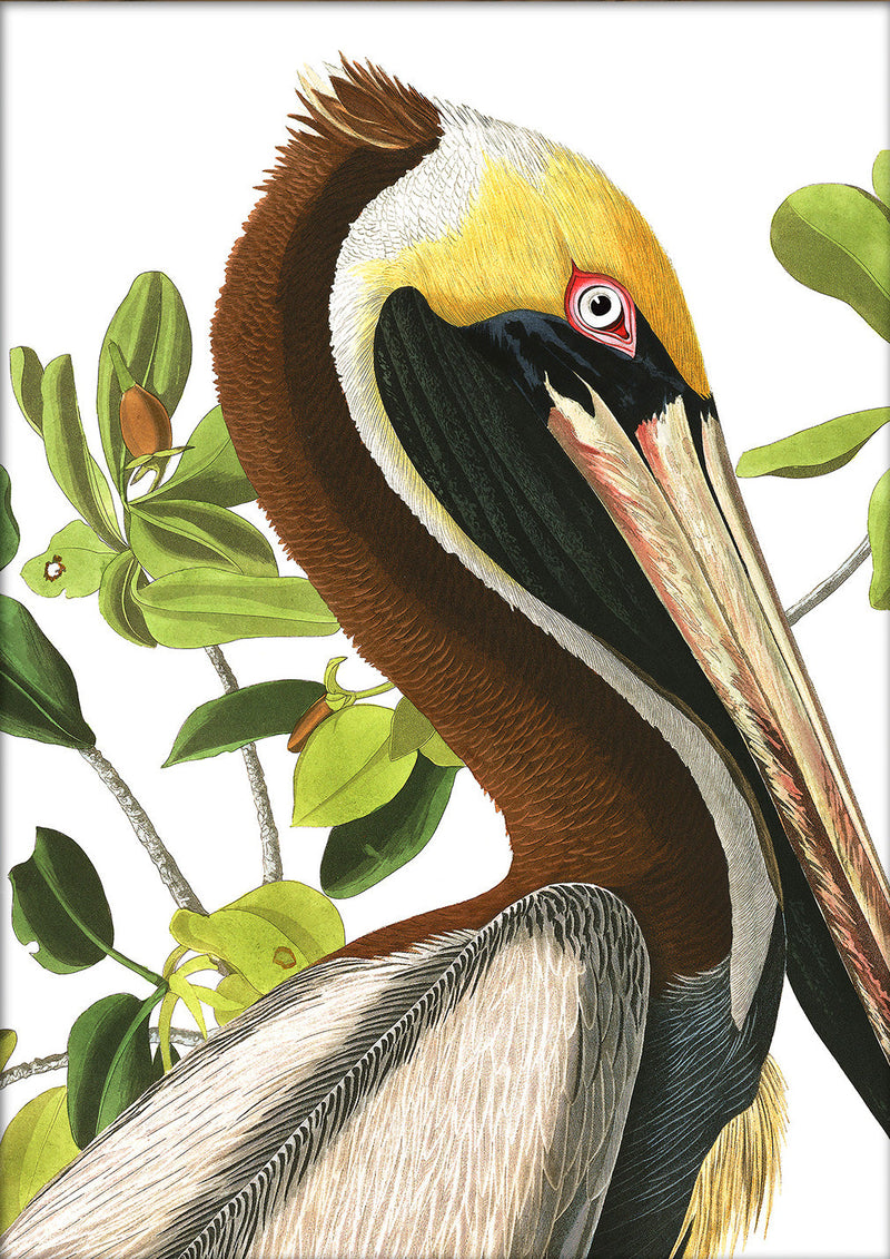 Brown Pelican Close Up. Mini Print