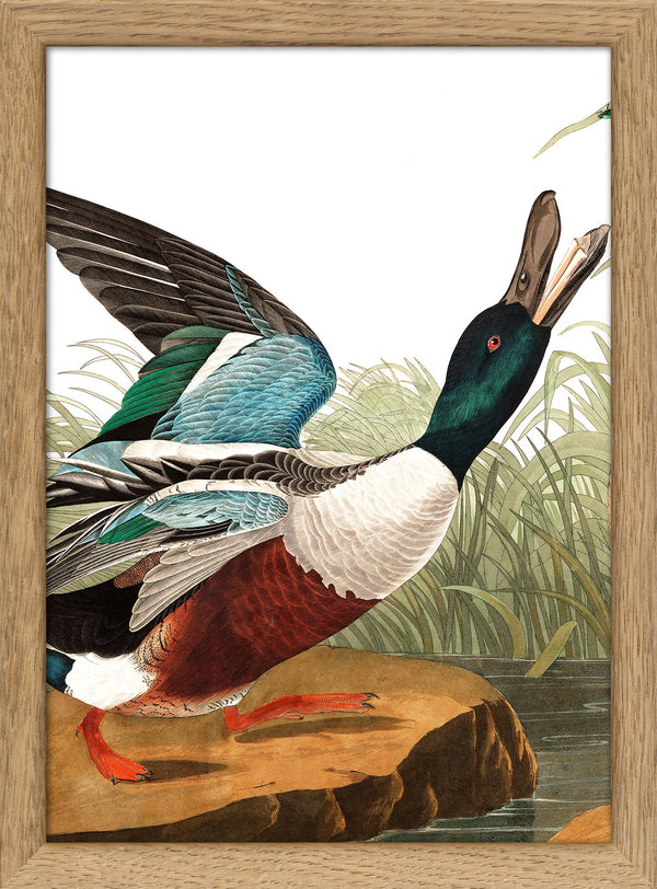 Shoveller Duck Close Up. Mini Print