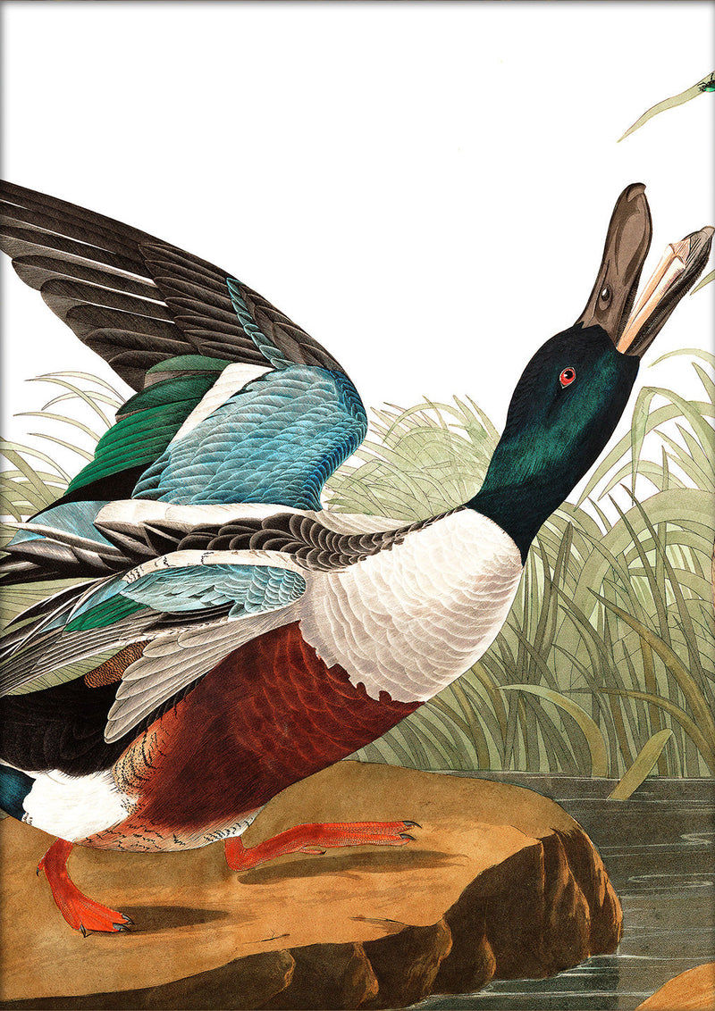 Shoveller Duck Close Up. Mini Print