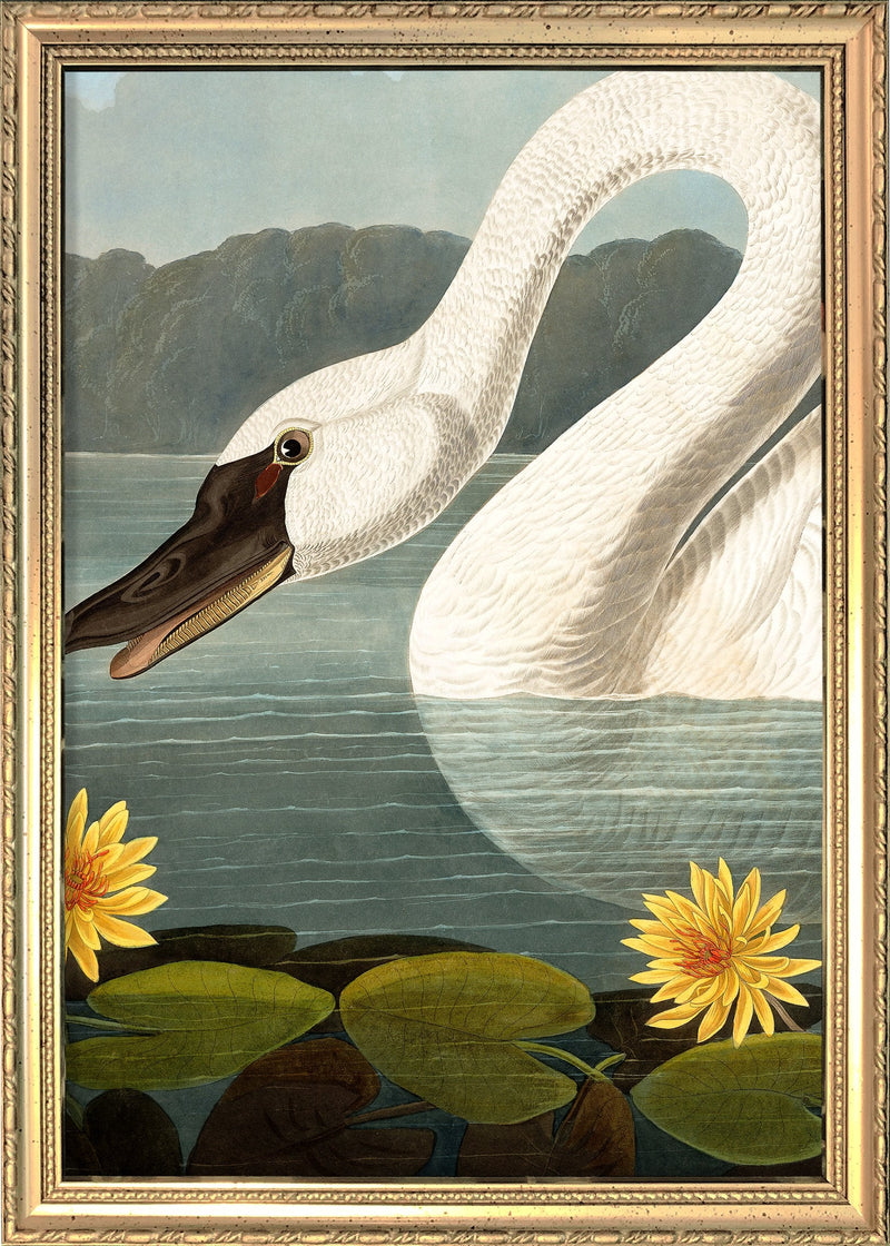 Swan Close Up. Mini Print