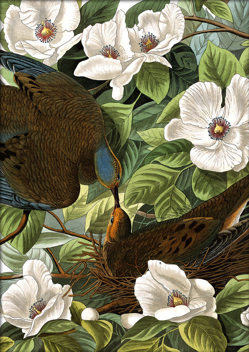 Turtle Doves Close Up. Mini Print